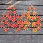 004217c72d7fa62d45884006b49a870